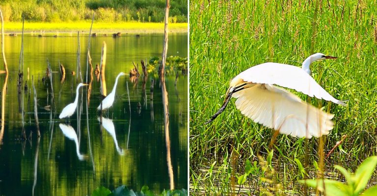 12 Ohio Birding Hotspots That Shine Brightest In April