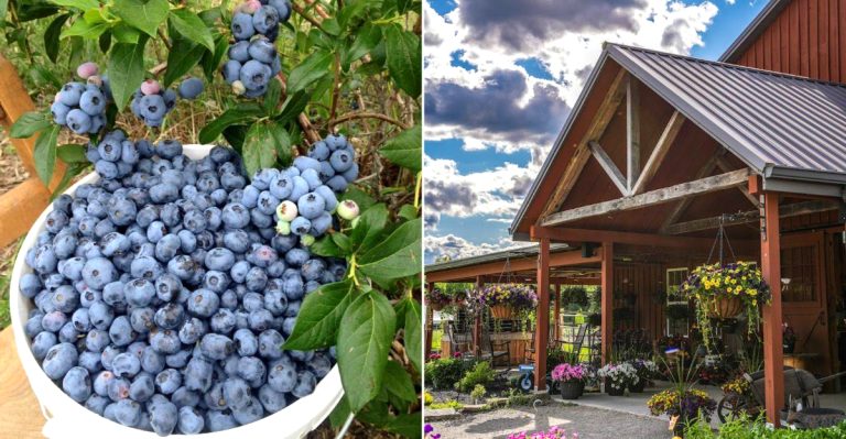 12 Ohio Blueberry Farms And Bakery Stops That Make July Trips Taste Sweeter