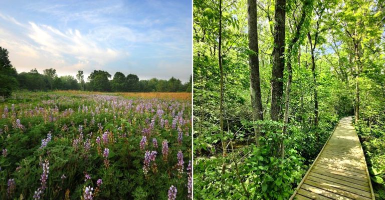 12 Ohio Prairie And Meadow Walks That Look Beautiful In July