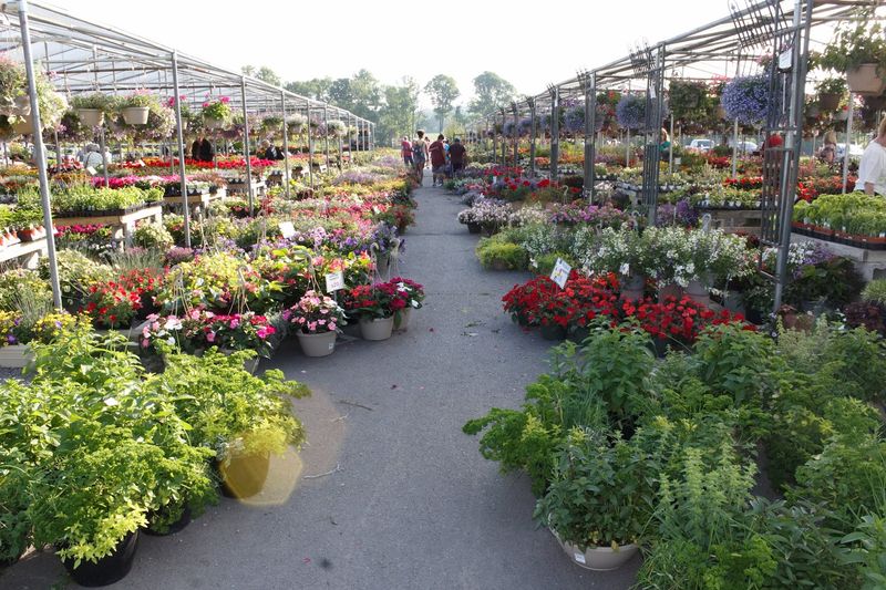 Rice's Market, New Hope