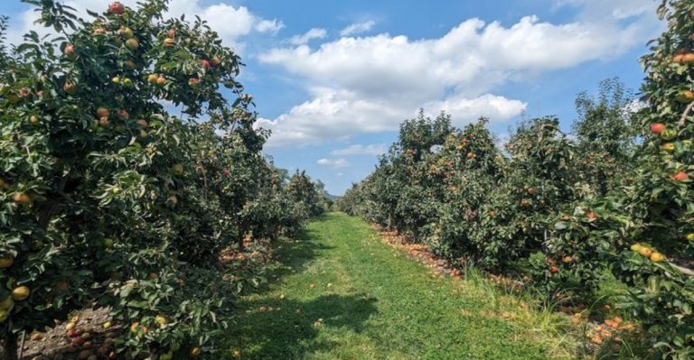 12 Pennsylvania U-Pick Farms Where You Leave With Full Baskets And Full Hearts In 2026