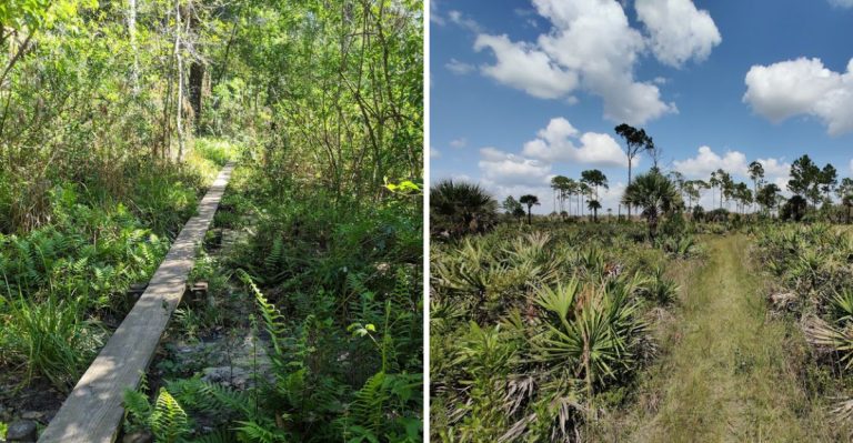 12 Scenic Hiking Trails In Florida Worth Visiting In 2026