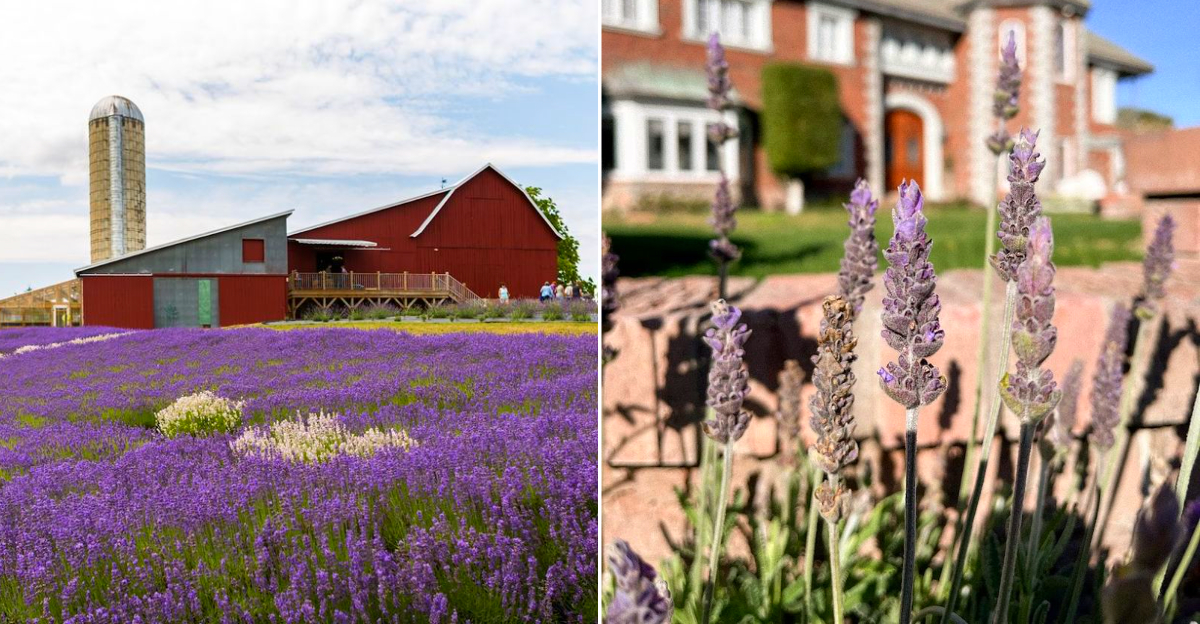 Serene Lavender Farms In Michigan