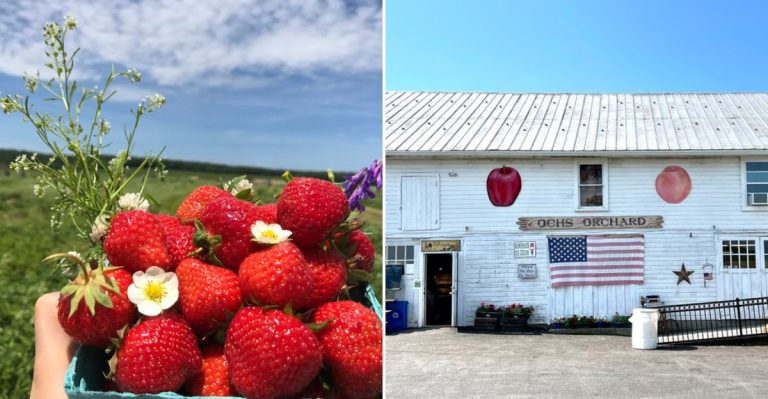 12 Strawberry Farms In New York Where June Still Tastes Like The Start Of Summer