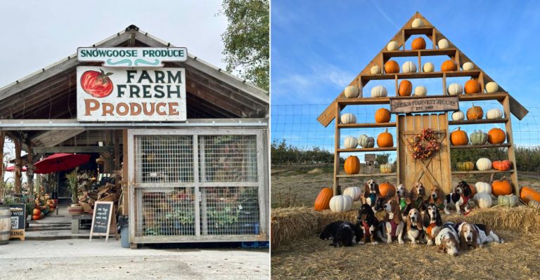 12 Washington State Route For Freshest Finds And Comfort Food Classics