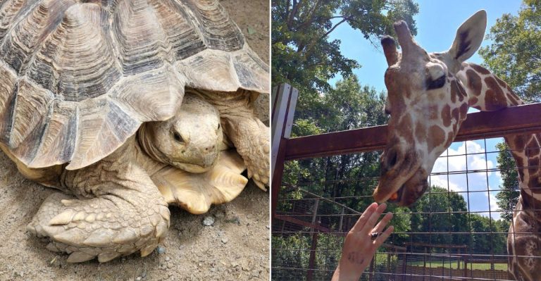 12 Wildlife Parks Across Pennsylvania Where Hand-Feeding Animals Creates Unforgettable Visits