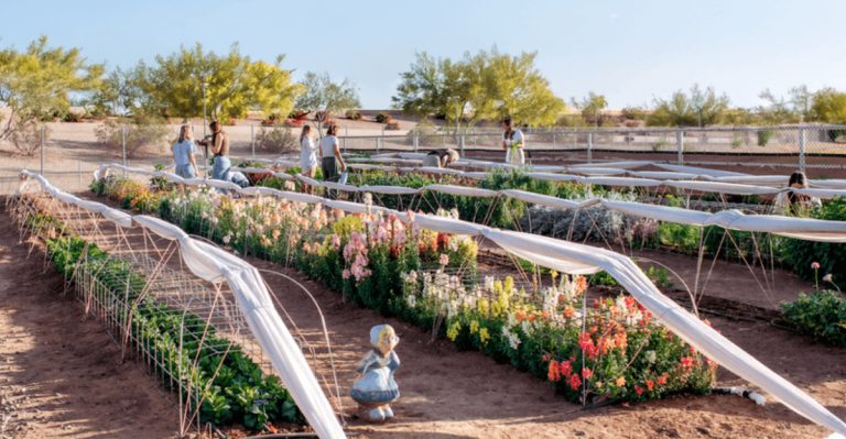 13 Arizona Flower Farms You Can Visit This Spring