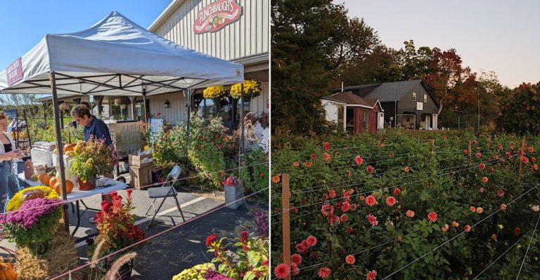 13 Beautiful Pennsylvania Flower Farms You Can See This Spring