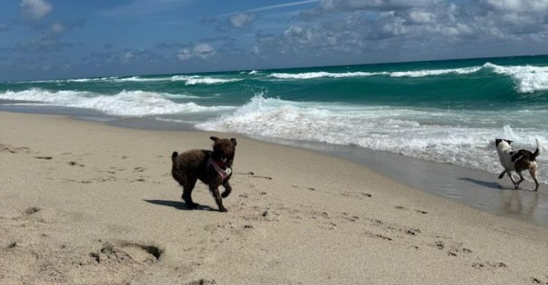 13 Dog-Friendly Beaches Every Florida Pet Parent Needs To Know