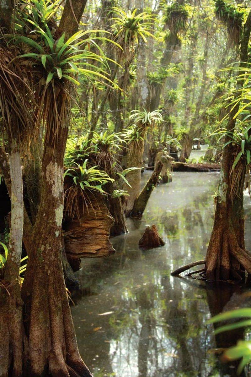 Fakahatchee Strand Preserve State Park, Copeland