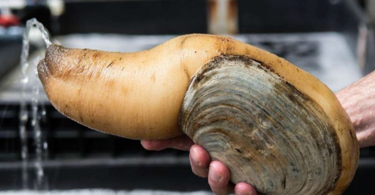 13 Foods That Are Normal In One State But Raise Eyebrows In Every Other