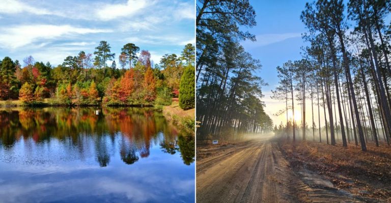 13 Unexplored Forests In North Carolina To Explore