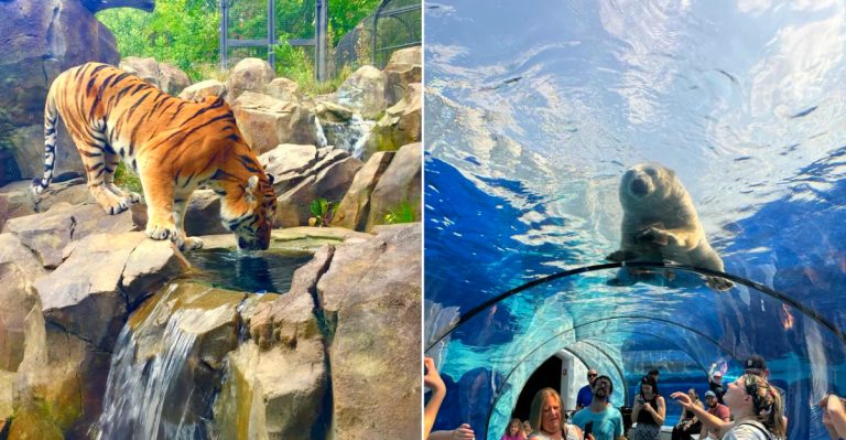 Best Aquariums And Animal Parks In Michigan