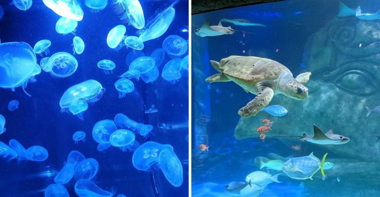 14 Florida Aquariums That Feel More Like Underwater Worlds Than Attractions
