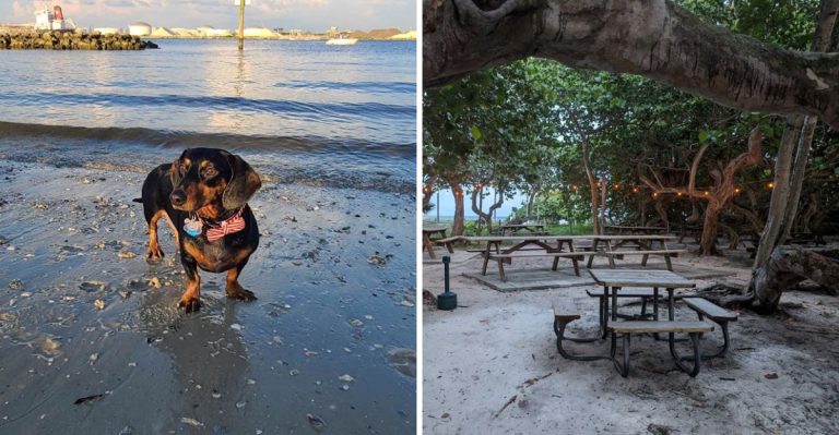 14 Florida Places Where You And Your Dog Can Enjoy An Unforgettable Day Together