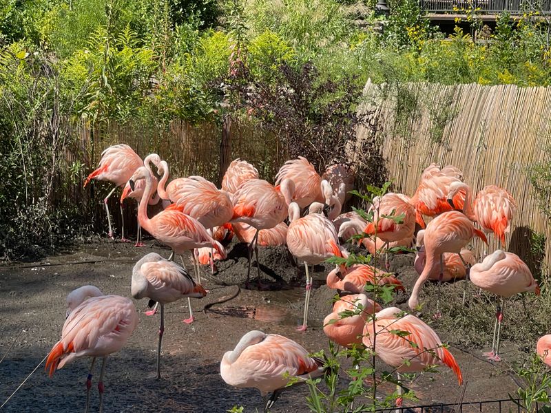 Chicago - Lincoln Park ZooLights