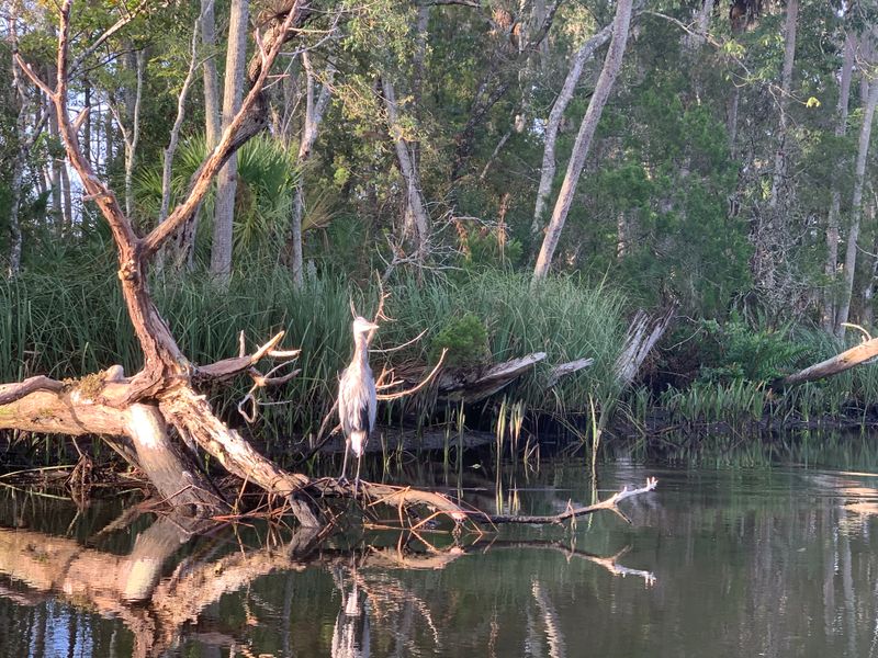 Chassahowitzka River