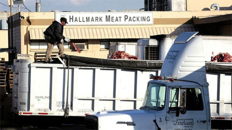 Hallmark/Westland Beef Nightmare