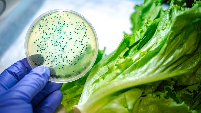 Leafy Greens: The Silent Bacteria Carriers