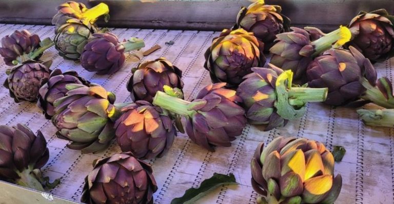14 Things You’ll Only Come Upon At A California Farmers Market