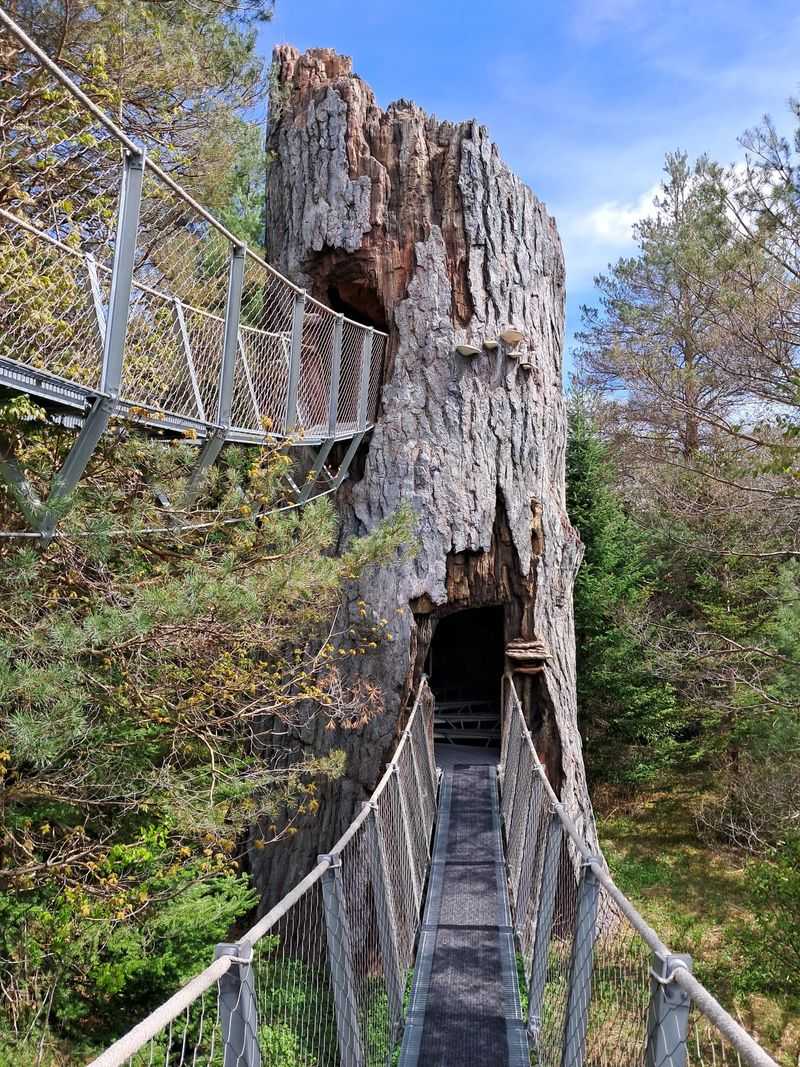The Wild Center & Wild Walk – Tupper Lake, Adirondacks
