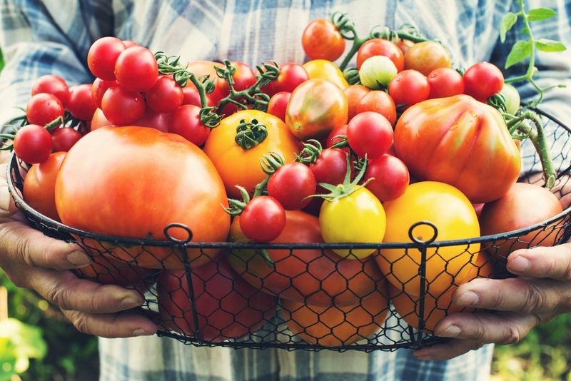 Technicolor Heirloom Tomatoes