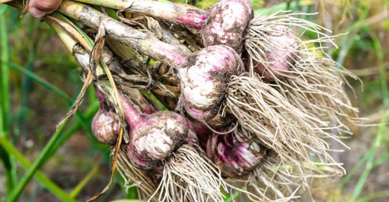16 Foods That May Completely Vanish By Summer Due To Supply Shortages