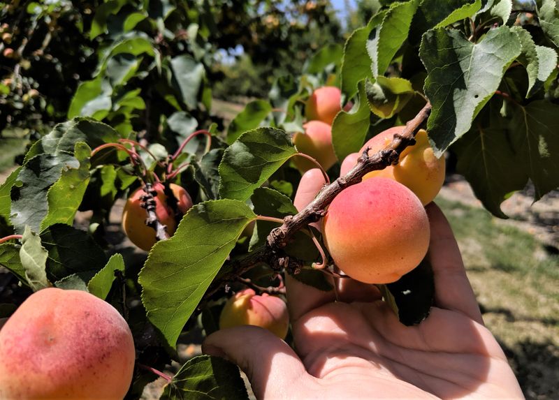 Blenheim Apricots