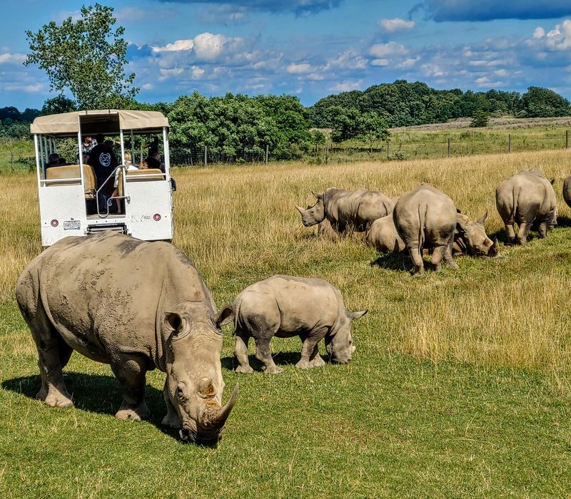 The Wilds – Ohio's Real-Life Safari