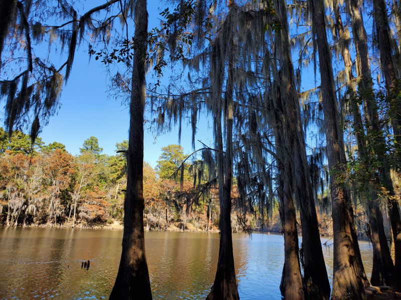 Caddo Lake State Park - Karnack, Texas