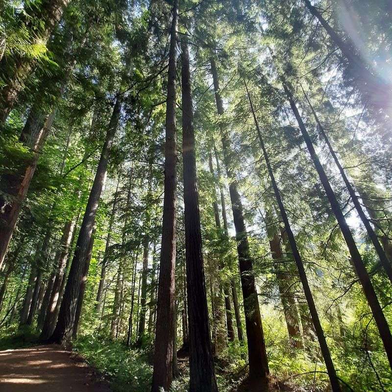 16 Miles Of Trails Through Old-Growth Forest