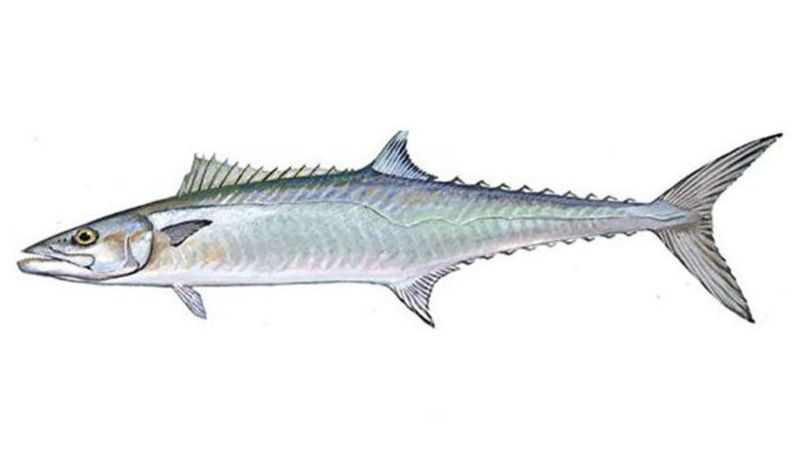 King Mackerel: The Mercury Monarch