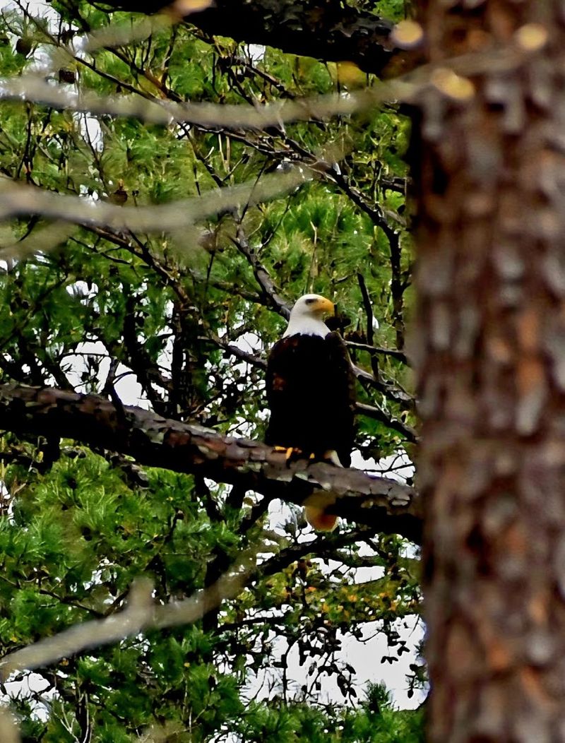 Bald Eagles Deer And Lakeside Wildlife Encounters