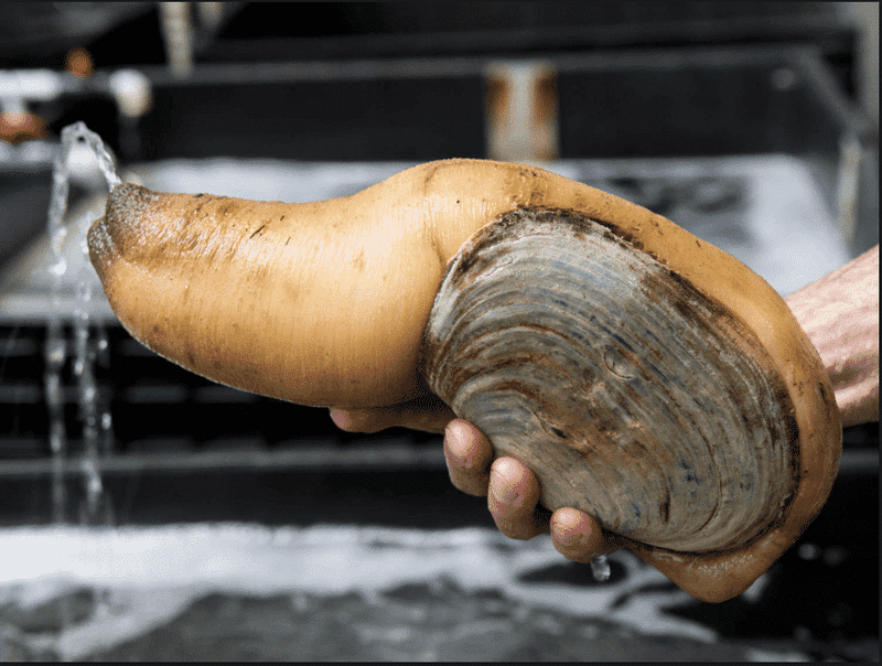 Geoduck: The Suggestive Shellfish