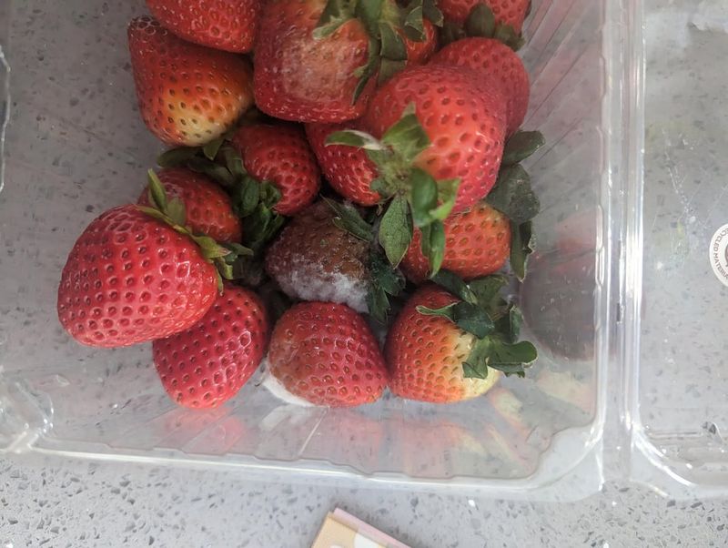 Berry Bonanza Backfire