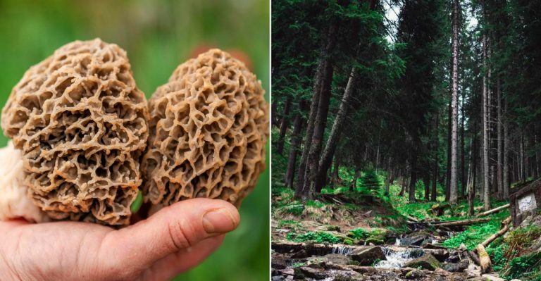 Beautiful morel mushrooms and a dark Michigan forest