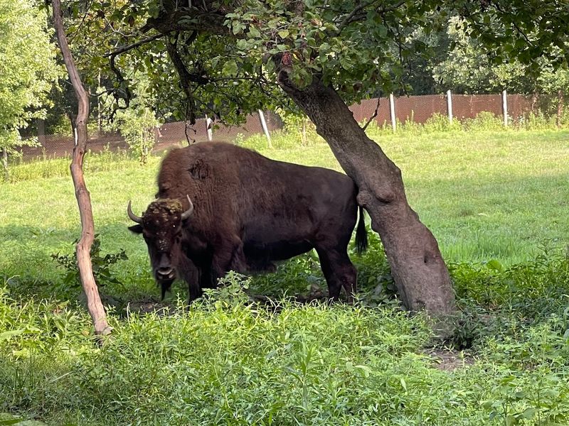 American Bison Live Here