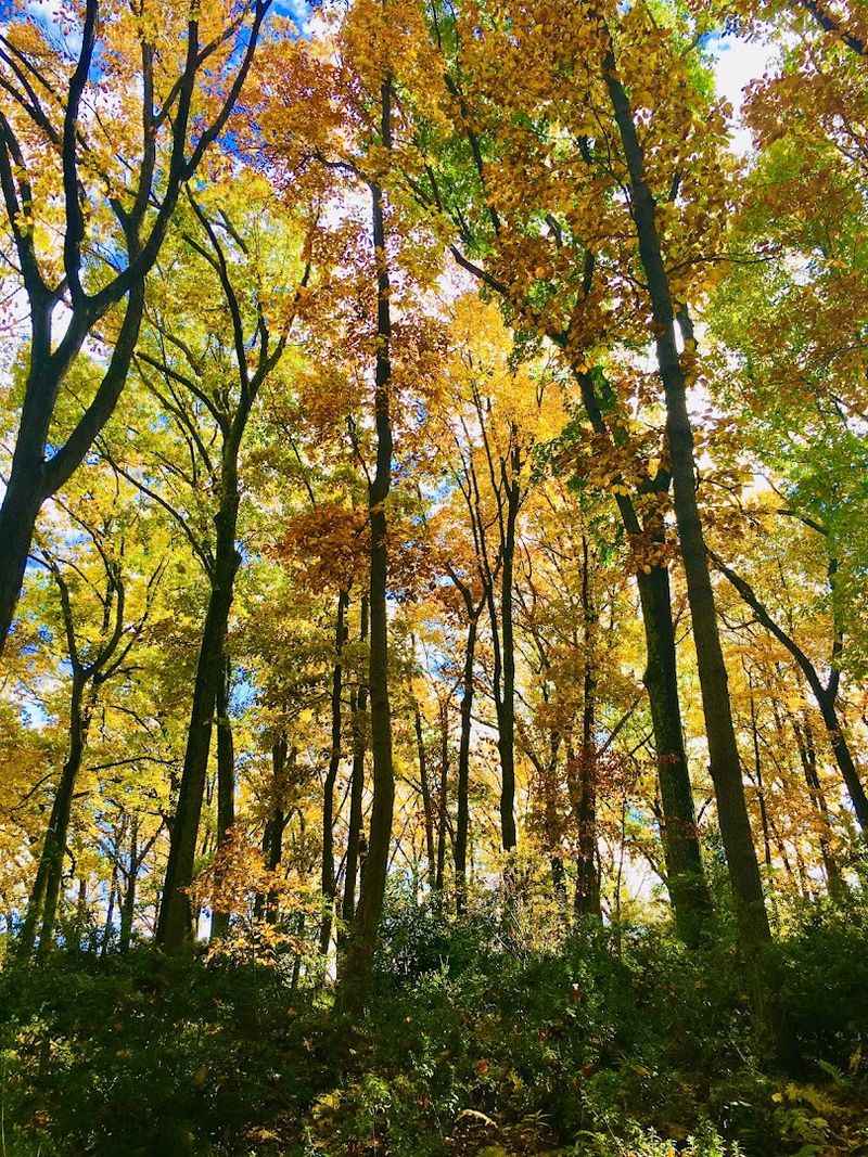 48 Acres Of Native Pennsylvania Woodland