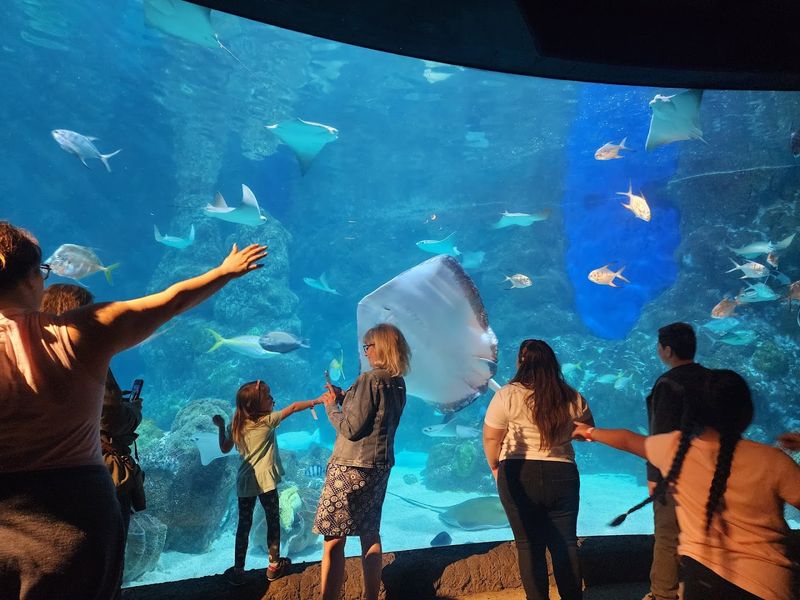 The Stingray Petting Exhibit: Hands-On And Genuinely Memorable