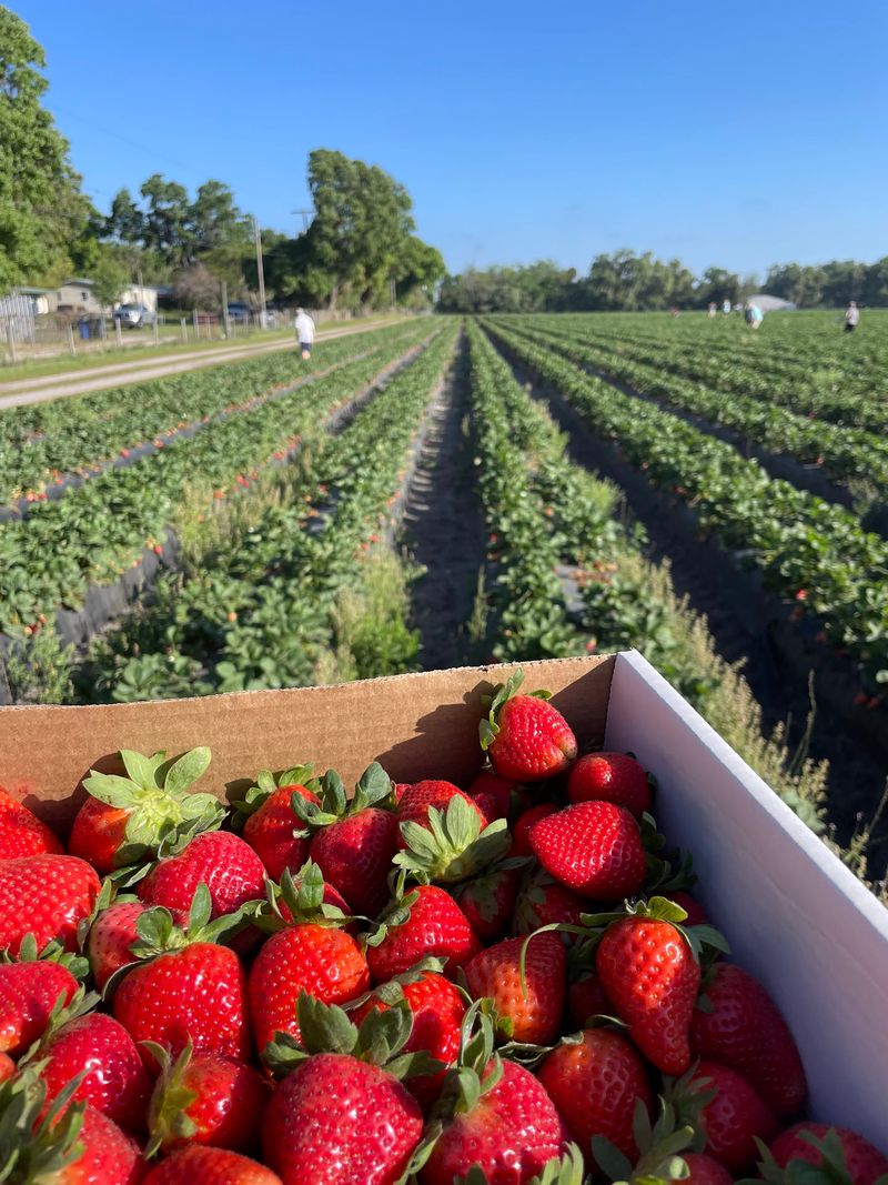 5K Farms - 4410 Roebuck Road, Plant City