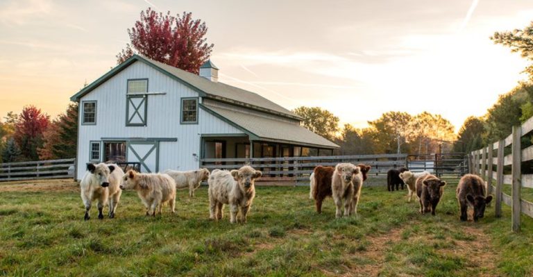 6 Places Across Illinois To See Scottish Highland Cows Up Close