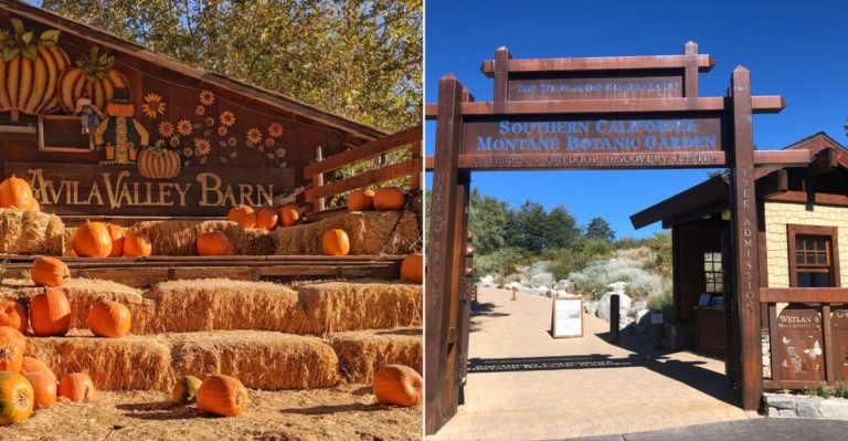 7 California Pumpkin Patches With Farm Cafés That Feel Like A Whole Day Out