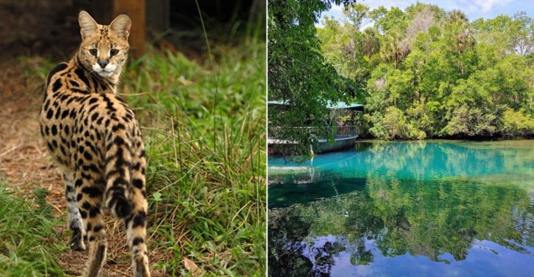 7 Stunning Wildlife Havens In Florida Waiting To Be Discovered