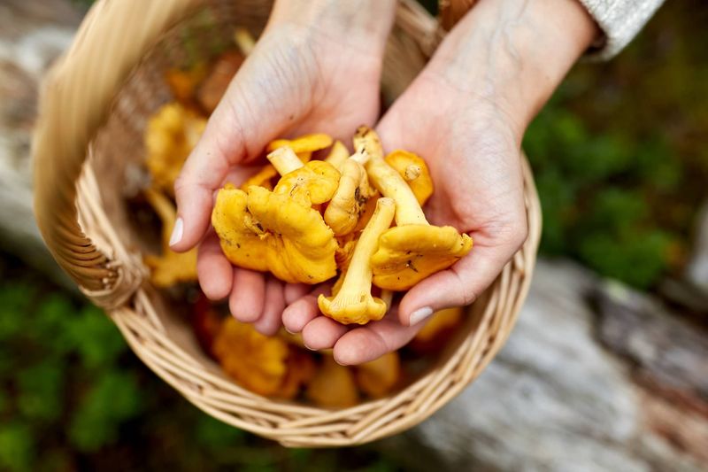 Seattle Mushroom Foraging 101