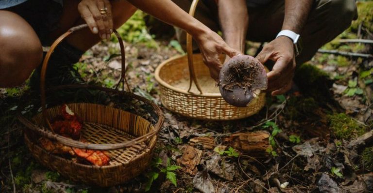 7 Washington Mushroom Foraging Tours That Finish With A Chef-Cooked Feast