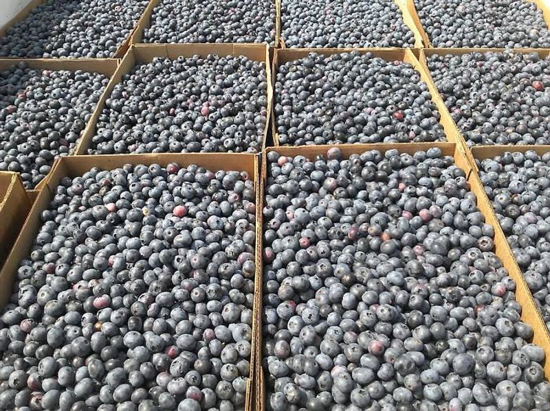 Fenton's Berry Farm, Harrison