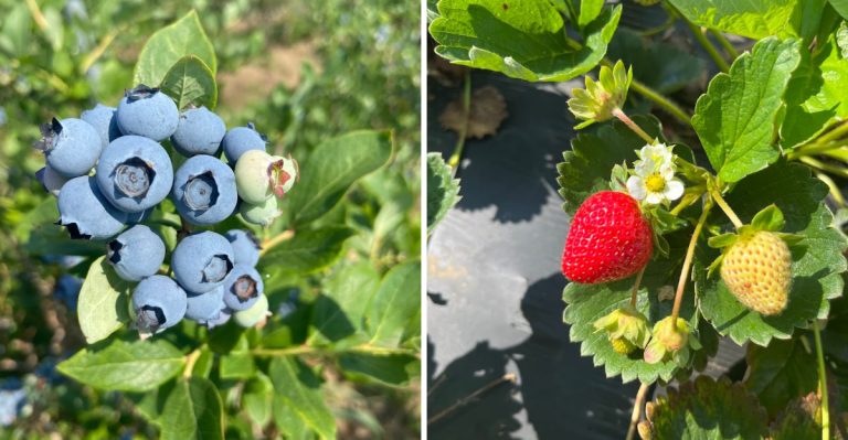 8 Best Farm Visits In Arkansas Where You Can Pick Your Own Produce