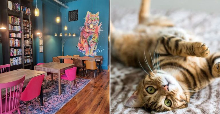 8 Illinois Cat Cafés Where You Can Sip Coffee And Meet Adoptable Cats