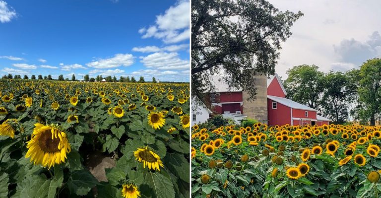 8 Illinois Sunflower Fields That Deserve A Spot On Your Summer Bucket List