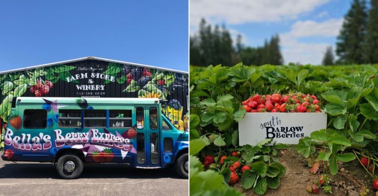 8 Oregon Berry Farms Where You Can Pick Your Own Summer Treats